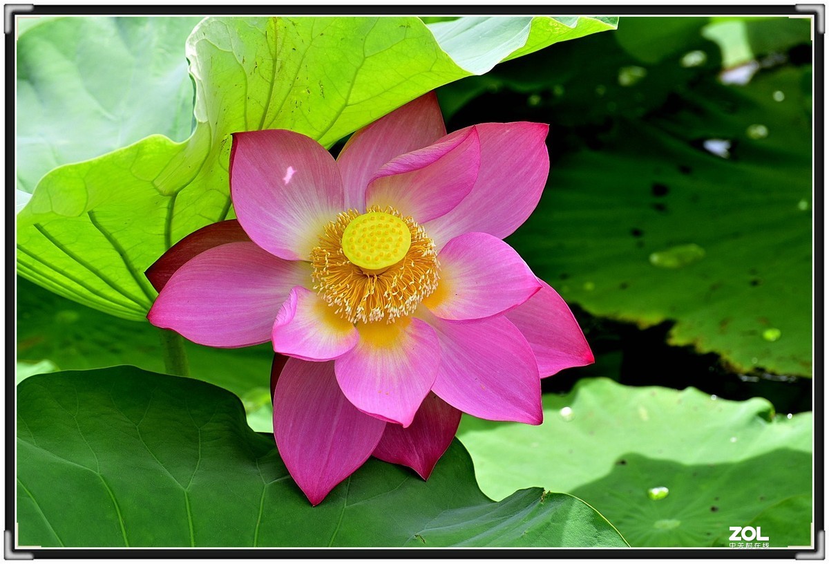 昆明-----花海【大观楼荷花展】