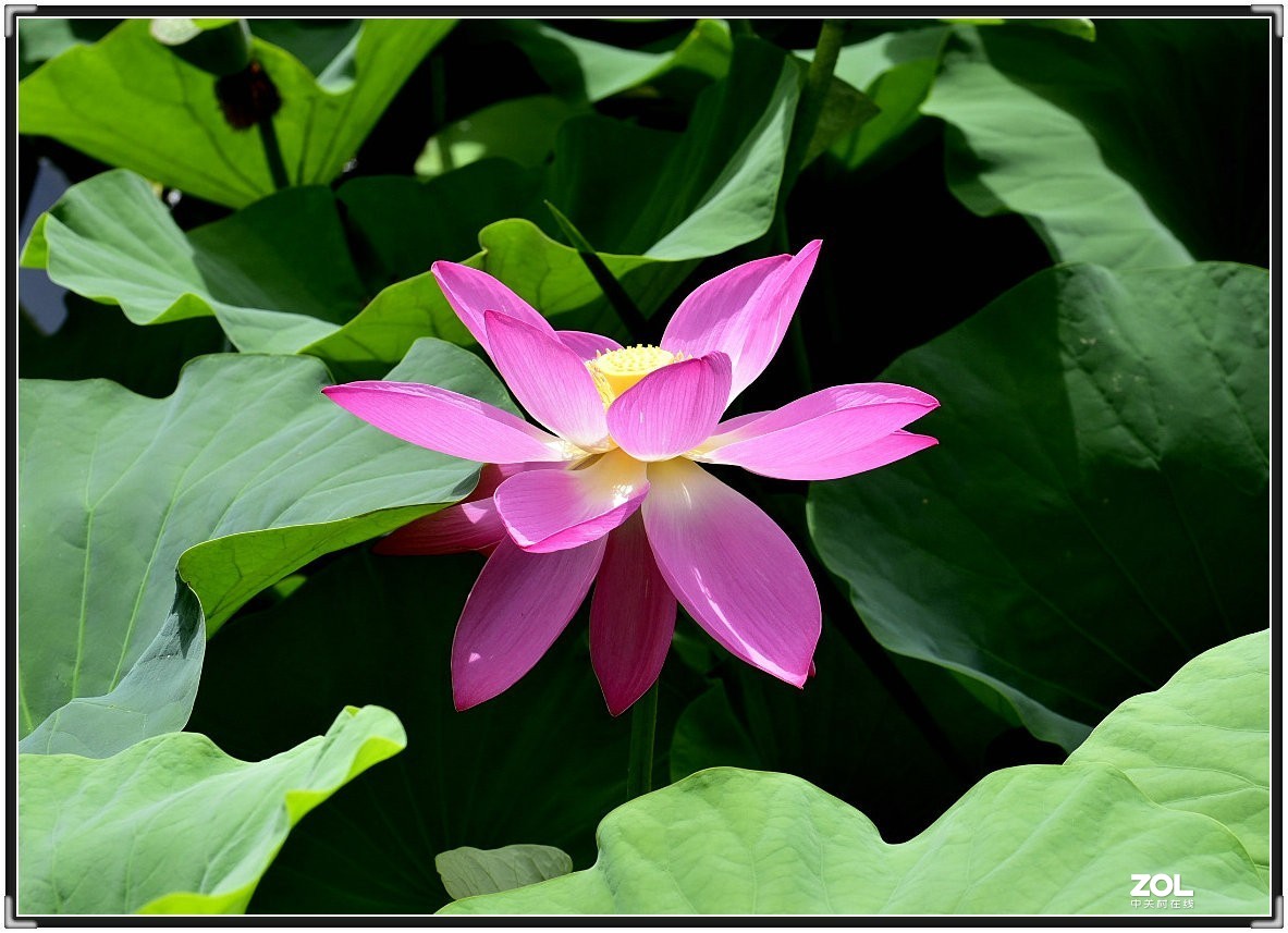 昆明-----花海【大观楼荷花展】