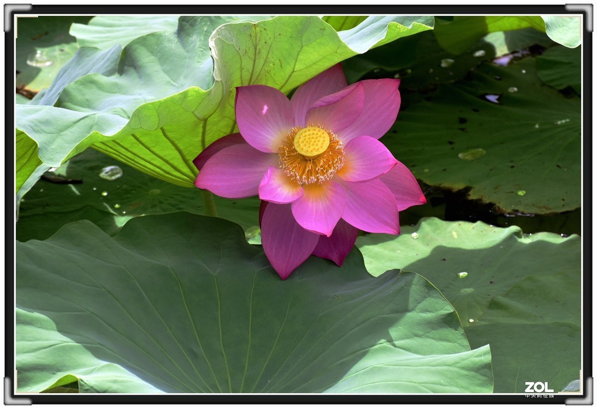 昆明-----花海【大观楼荷花展】