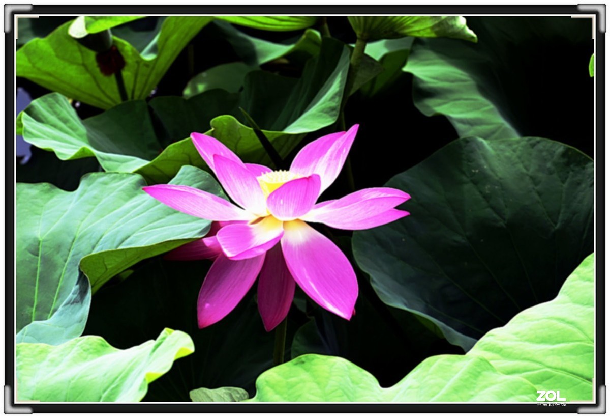 昆明-----花海【大观楼荷花展】