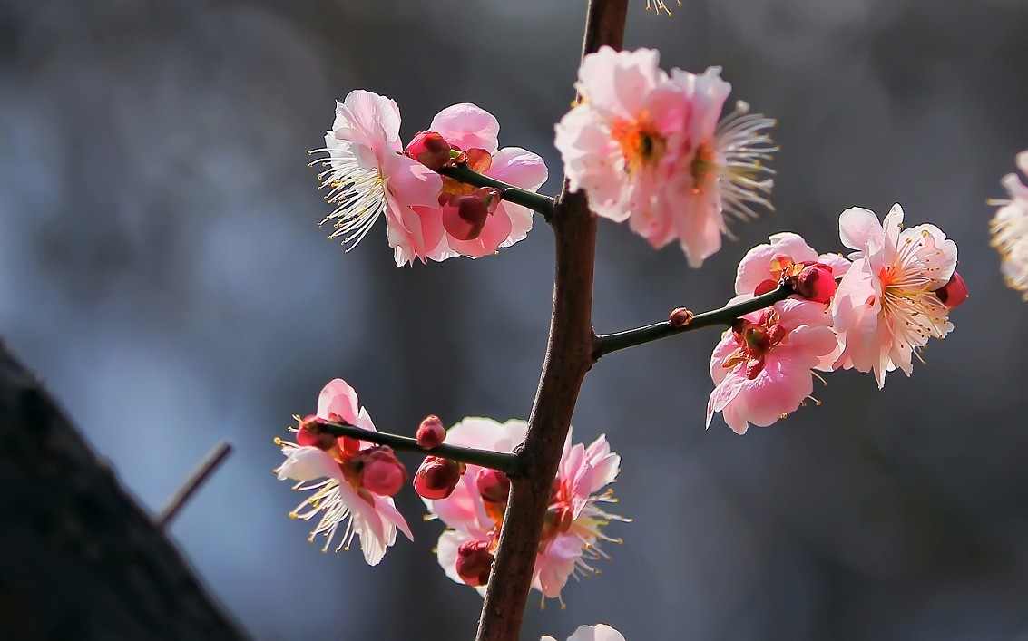 不信抓拍不到不带口罩的美女《花与美女》哈哈！现在最大问题就是都带着口罩不好办！