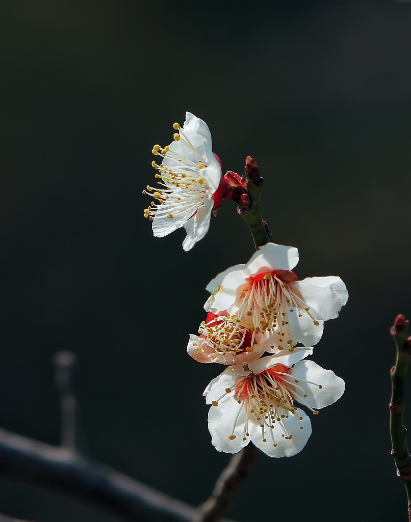 不信抓拍不到不带口罩的美女《花与美女》哈哈！现在最大问题就是都带着口罩不好办！