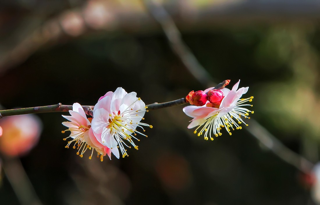 不信抓拍不到不带口罩的美女《花与美女》哈哈！现在最大问题就是都带着口罩不好办！