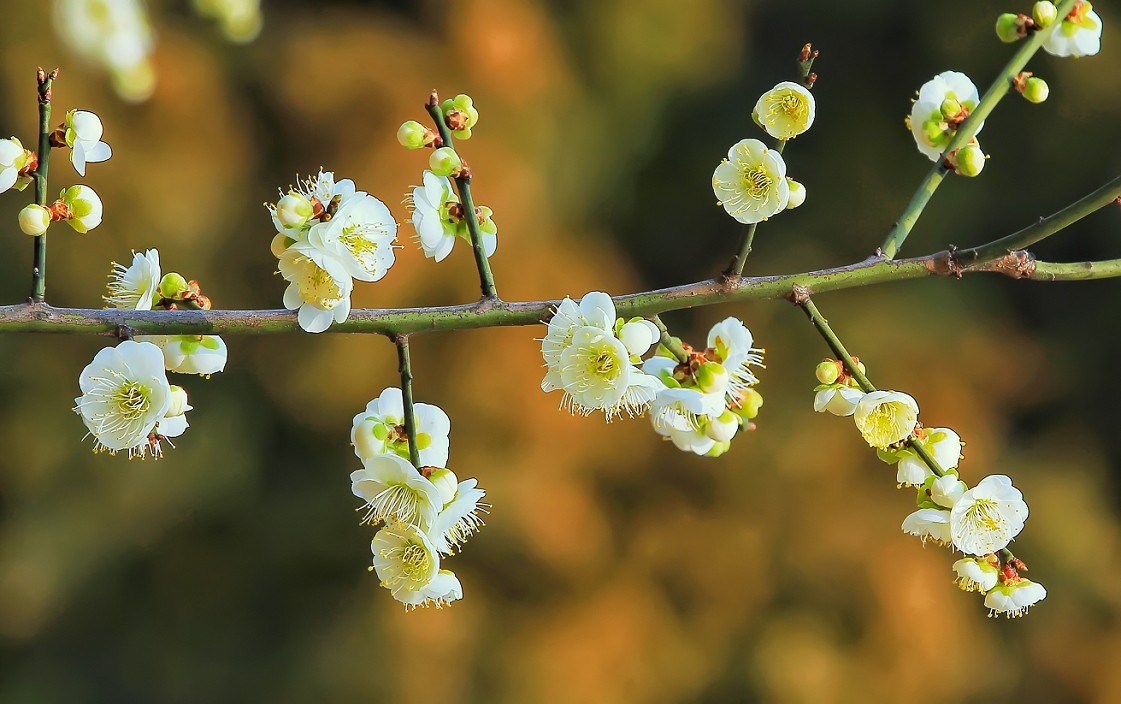 不信抓拍不到不带口罩的美女《花与美女》哈哈！现在最大问题就是都带着口罩不好办！