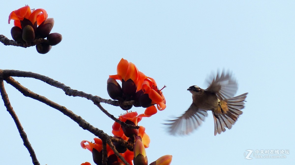 #版主坐堂#小五星空(中国)七月精品荟萃（上）风景  鸟篇