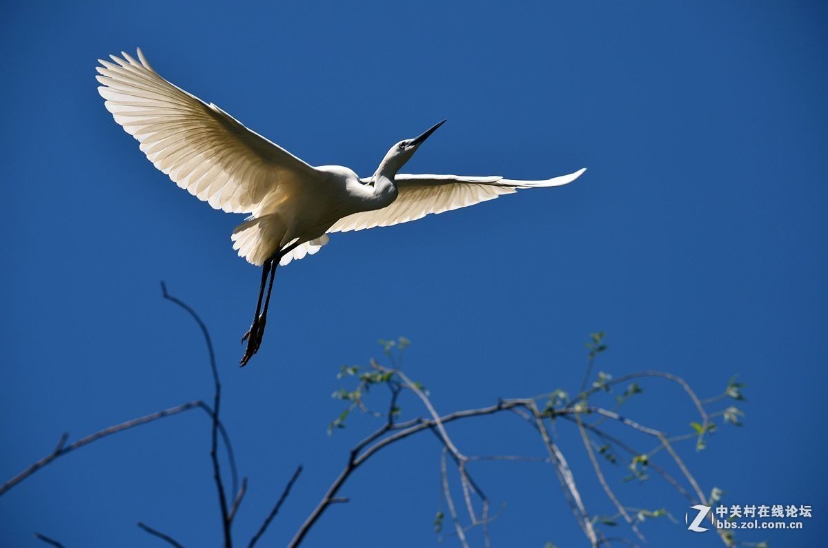 #版主坐堂#小五星空(中国)七月精品荟萃（上）风景  鸟篇