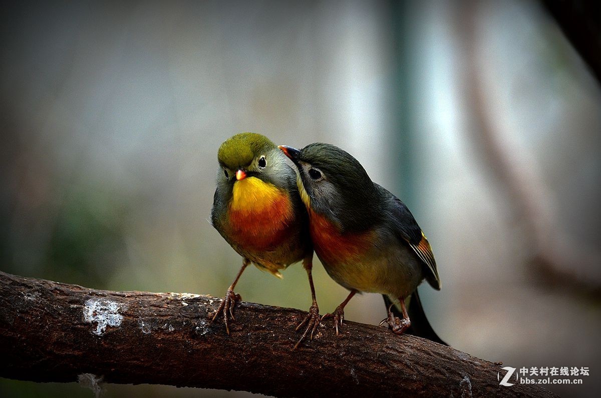 #版主坐堂#小五星空(中国)七月精品荟萃（上）风景  鸟篇