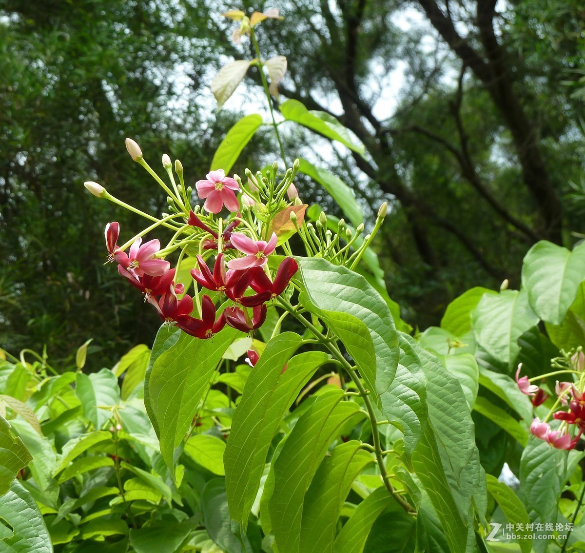 zs7退役专集十五（使君子）