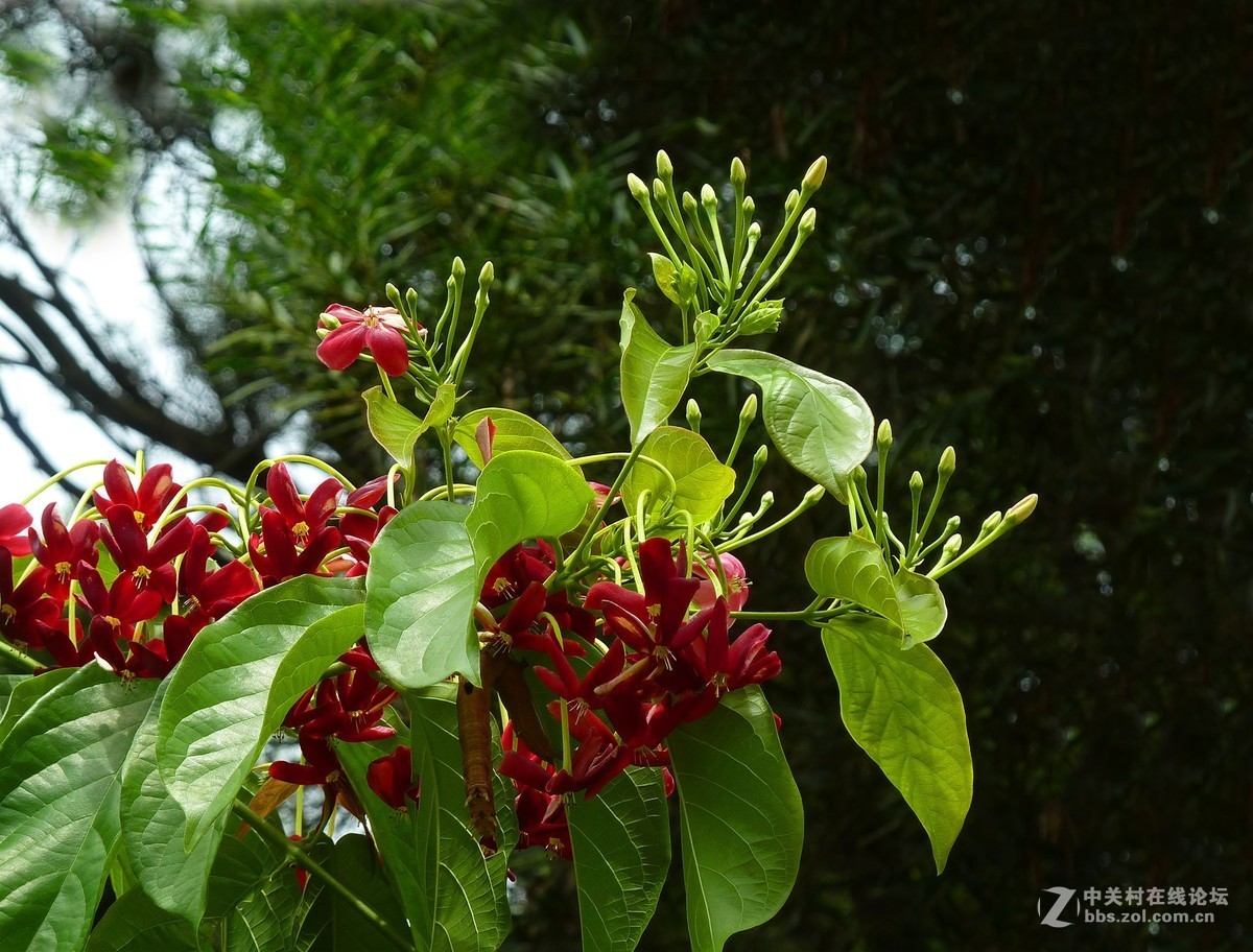 zs7退役专集十五（使君子）