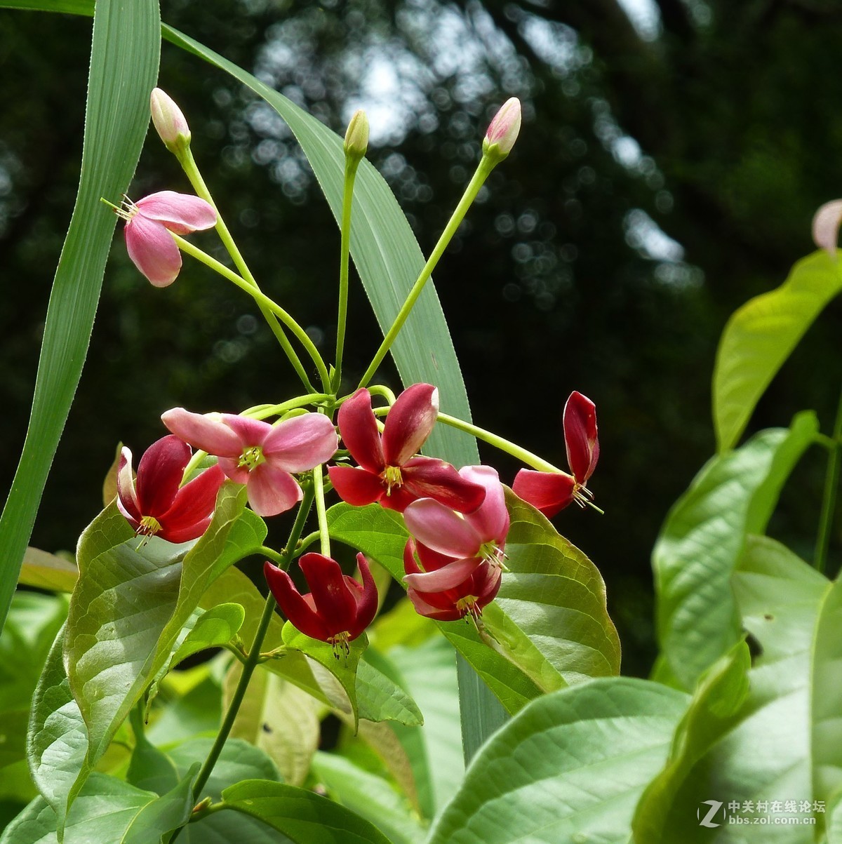 zs7退役专集十五（使君子）