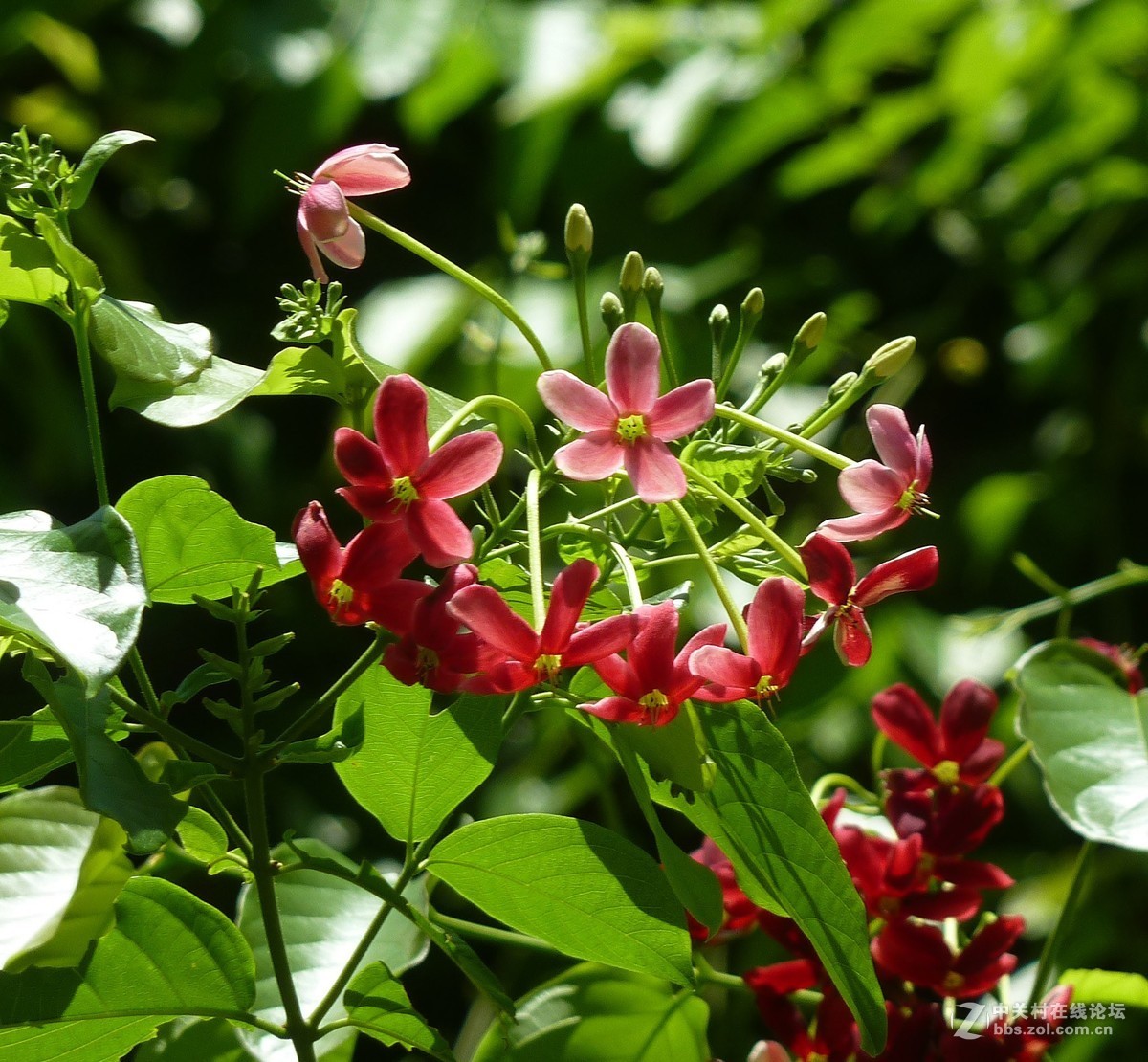 zs7退役专集十五（使君子）