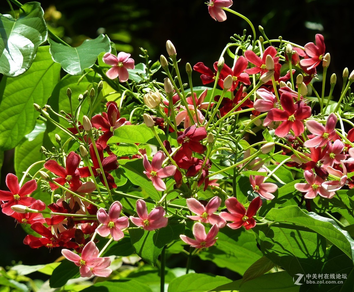 zs7退役专集十五（使君子）