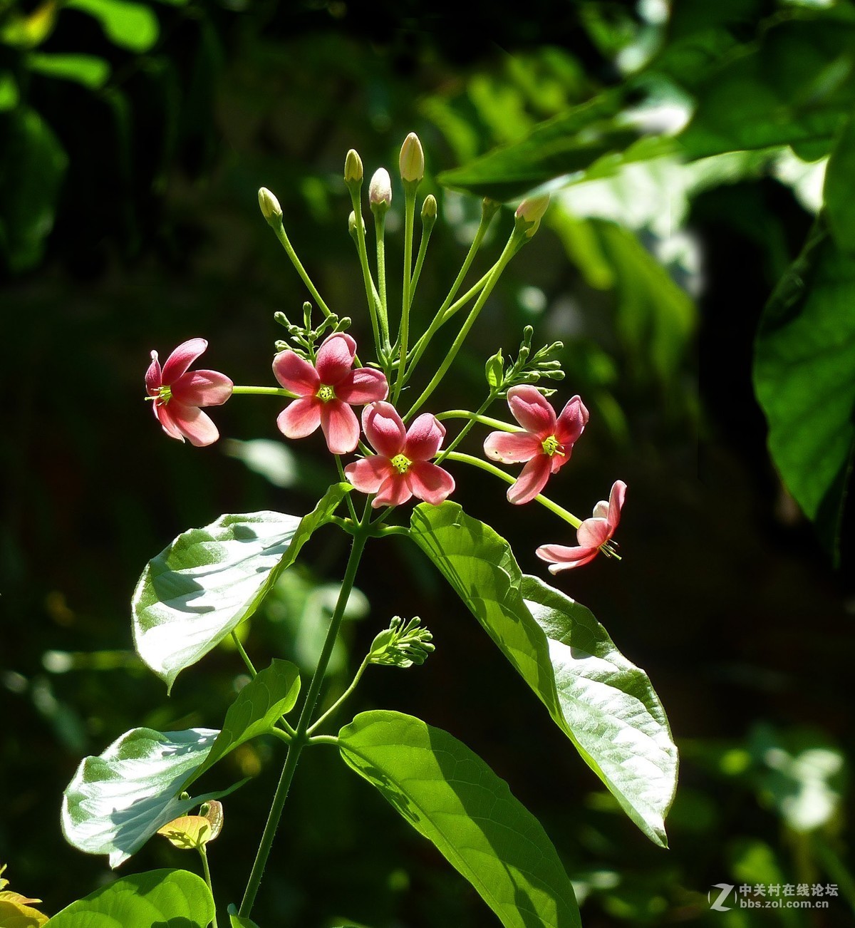 zs7退役专集十五（使君子）