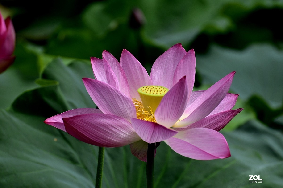 昆明-----花海【大观楼荷花展】