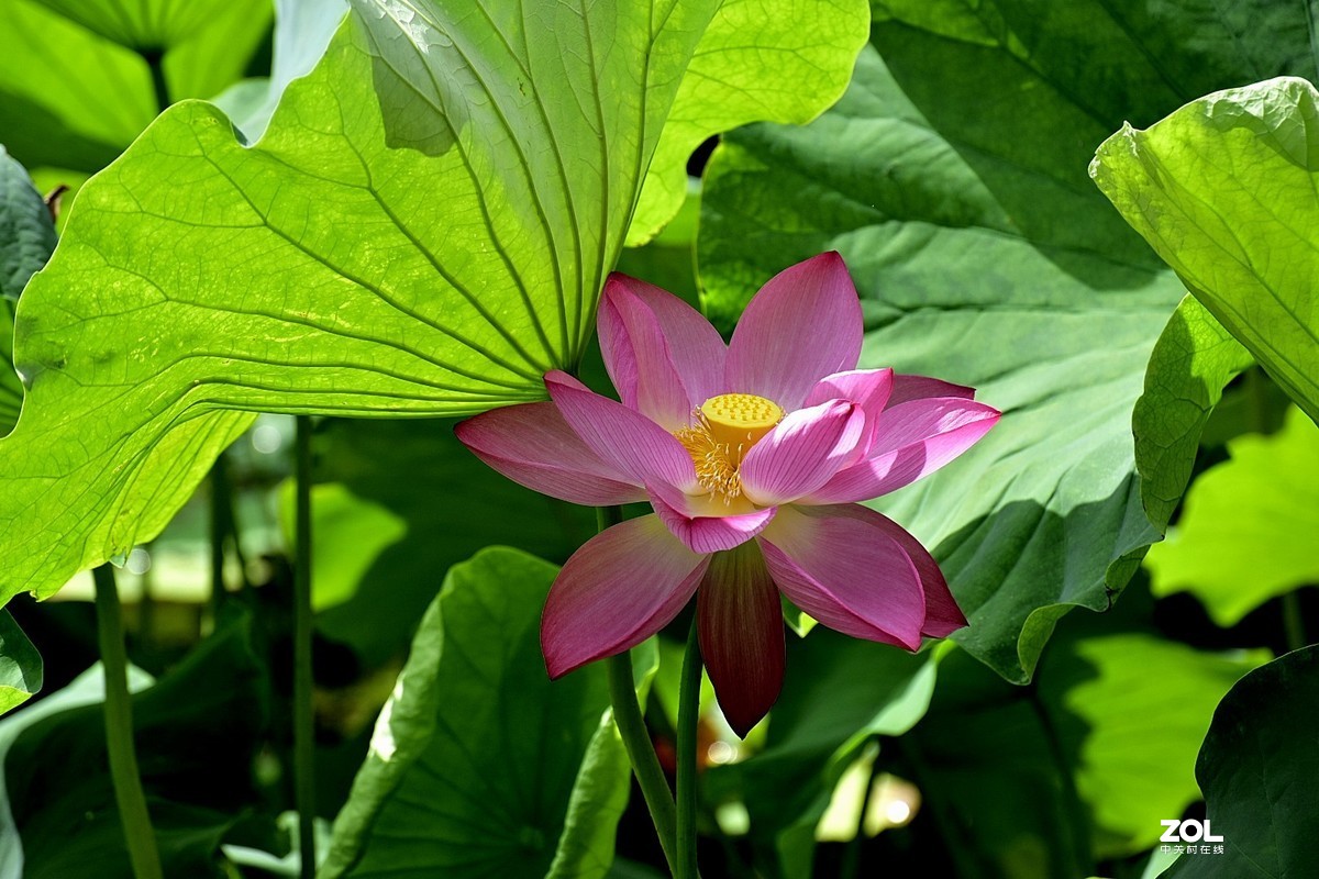 昆明-----花海【大观楼荷花展】