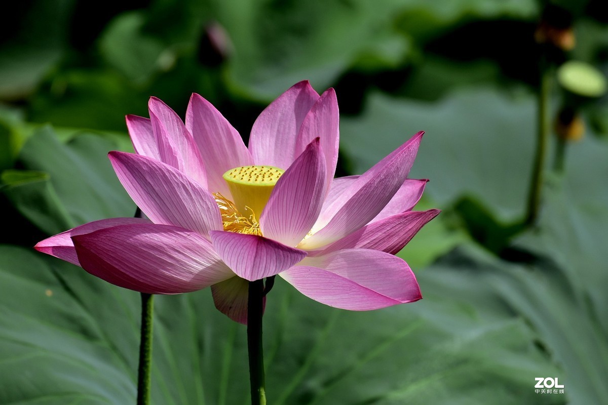 昆明-----花海【大观楼荷花展】