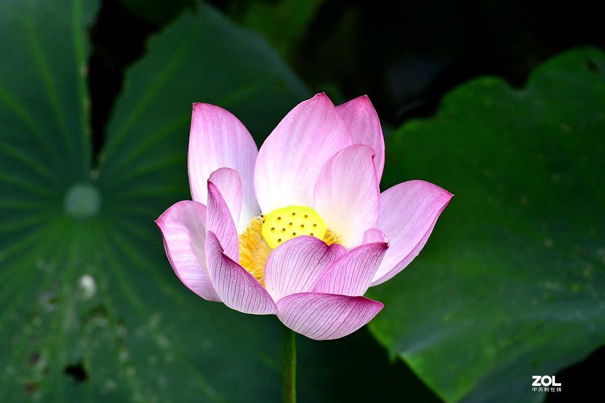 昆明-----花海【大观楼荷花展】