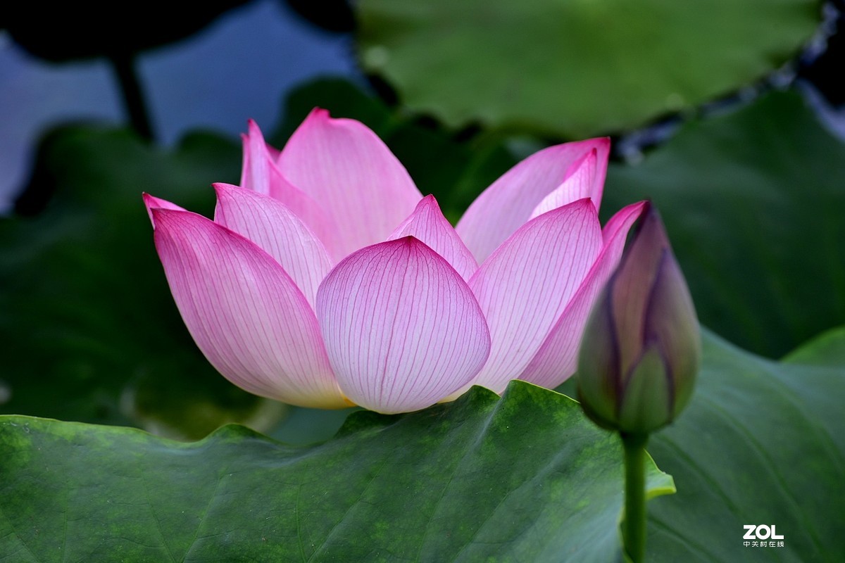 昆明-----花海【大观楼荷花展】