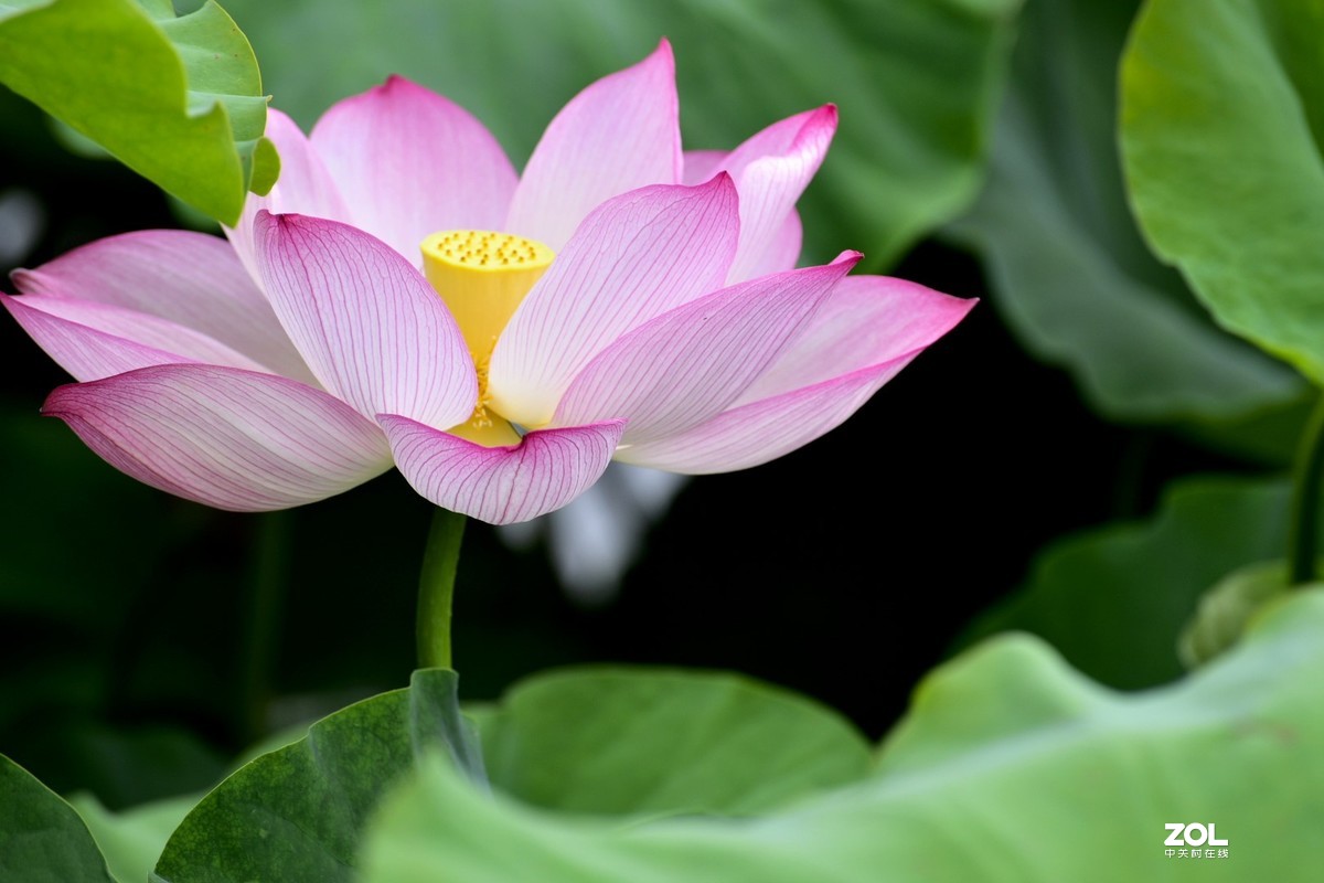 昆明-----花海【大观楼荷花展】