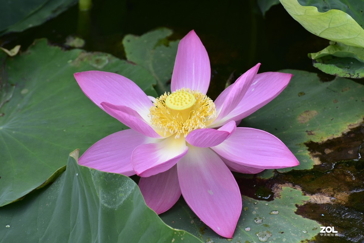 昆明-----花海【大观楼荷花展】