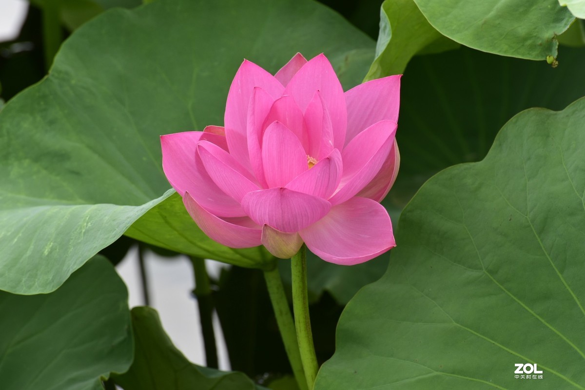 昆明-----花海【大观楼荷花展】