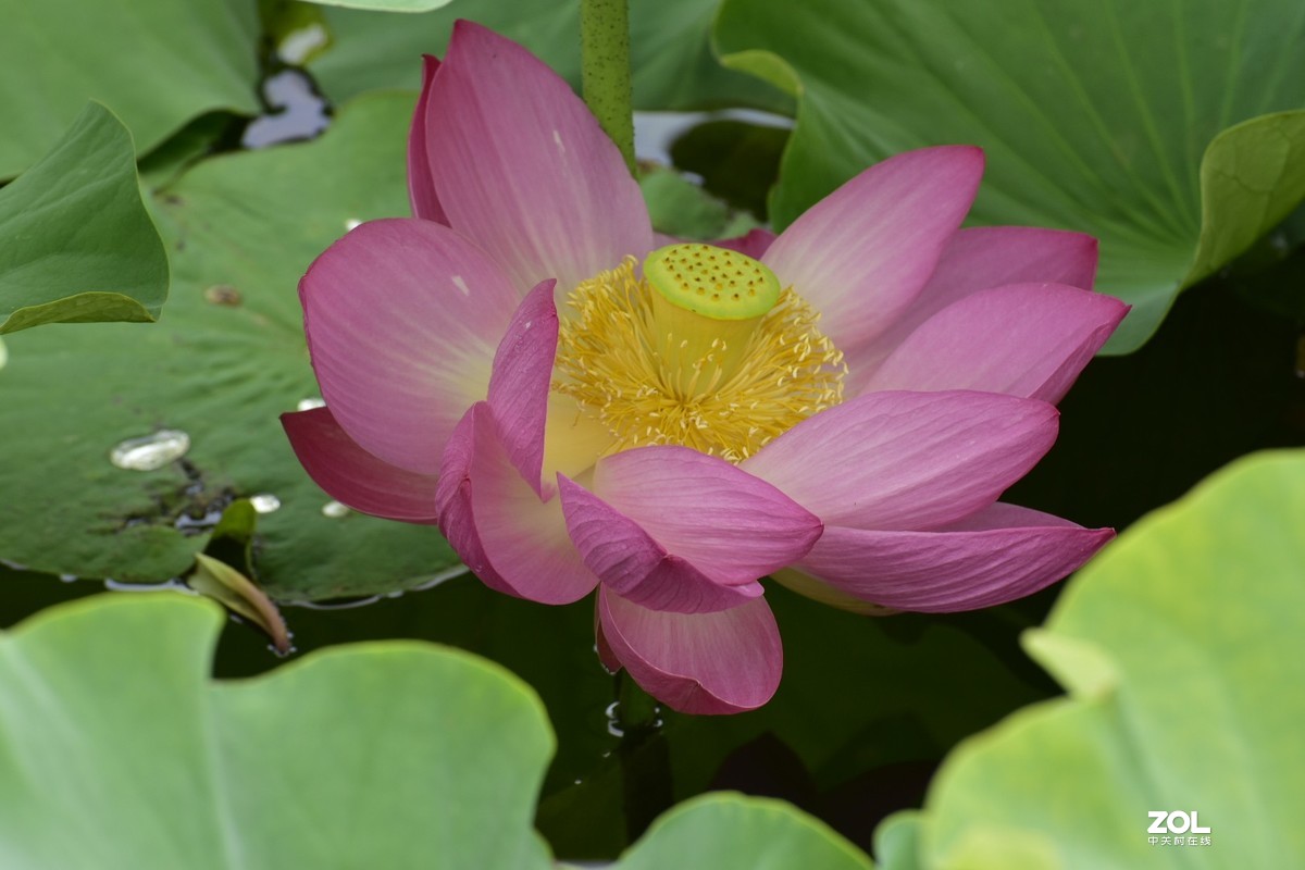 昆明-----花海【大观楼荷花展】