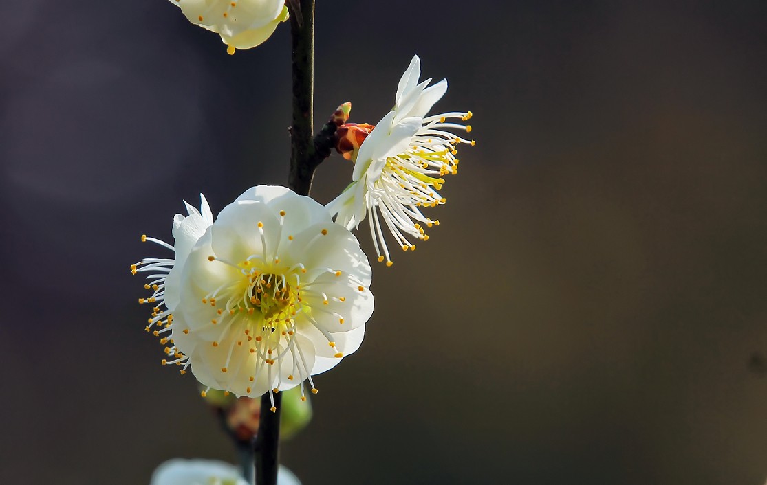 不信抓拍不到不带口罩的美女《花与美女》哈哈！现在最大问题就是都带着口罩不好办！