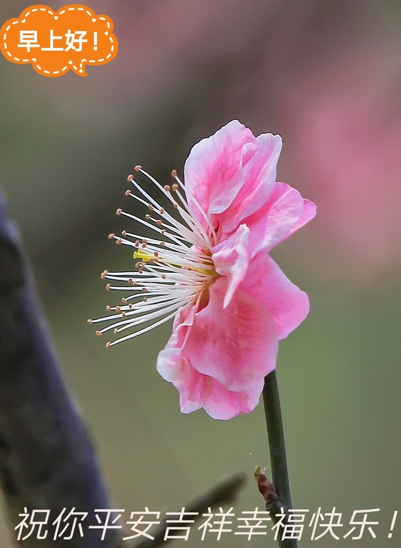 不信抓拍不到不带口罩的美女《花与美女》哈哈！现在最大问题就是都带着口罩不好办！