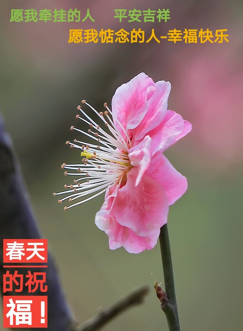 不信抓拍不到不带口罩的美女《花与美女》哈哈！现在最大问题就是都带着口罩不好办！