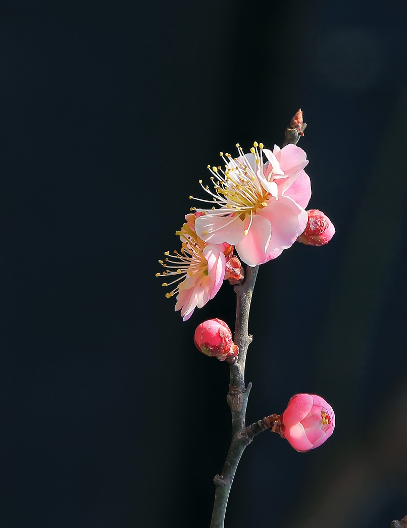 不信抓拍不到不带口罩的美女《花与美女》哈哈！现在最大问题就是都带着口罩不好办！