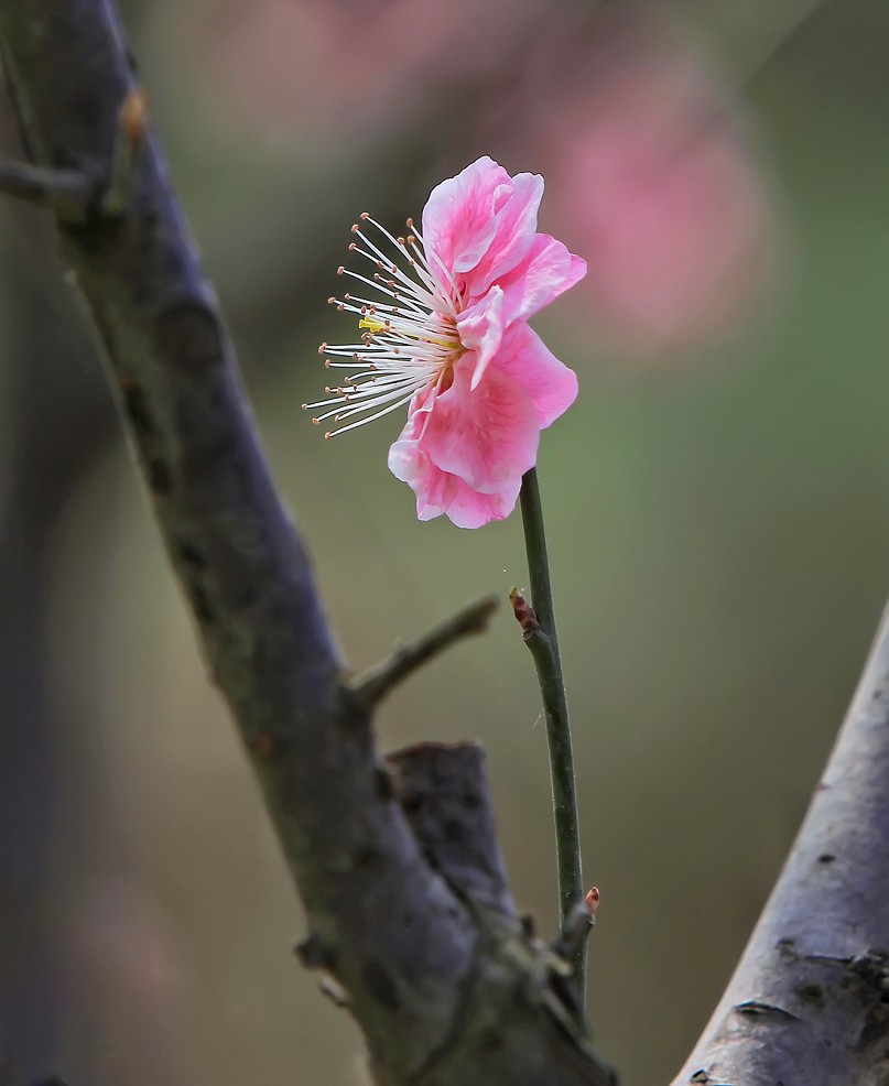 不信抓拍不到不带口罩的美女《花与美女》哈哈！现在最大问题就是都带着口罩不好办！