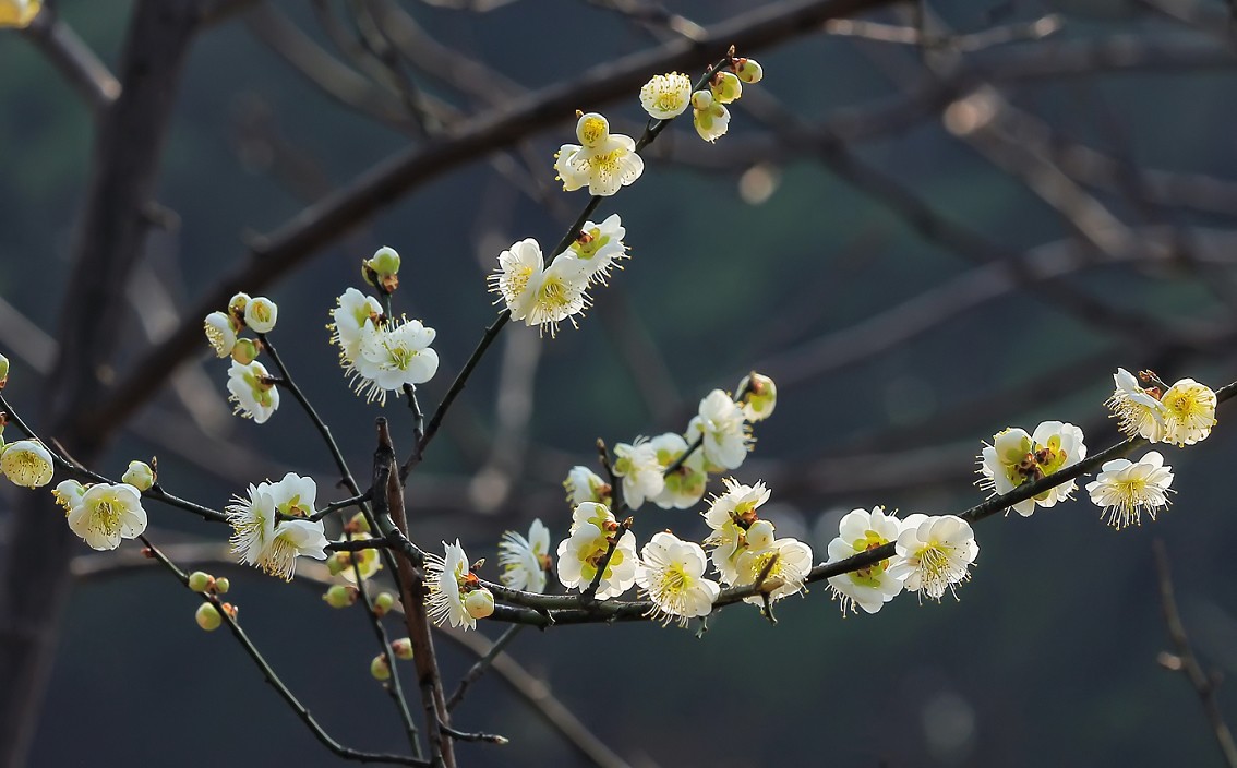 不信抓拍不到不带口罩的美女《花与美女》哈哈！现在最大问题就是都带着口罩不好办！
