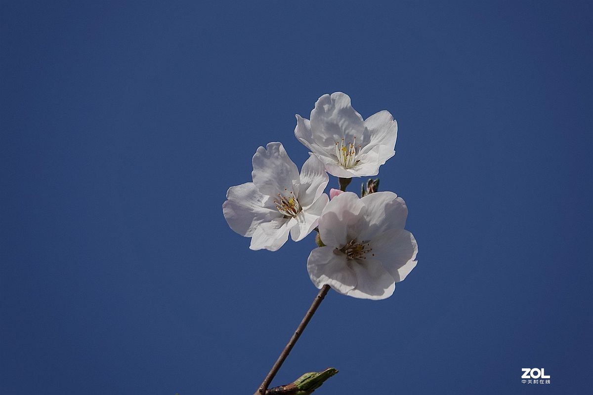 蓝天和樱花