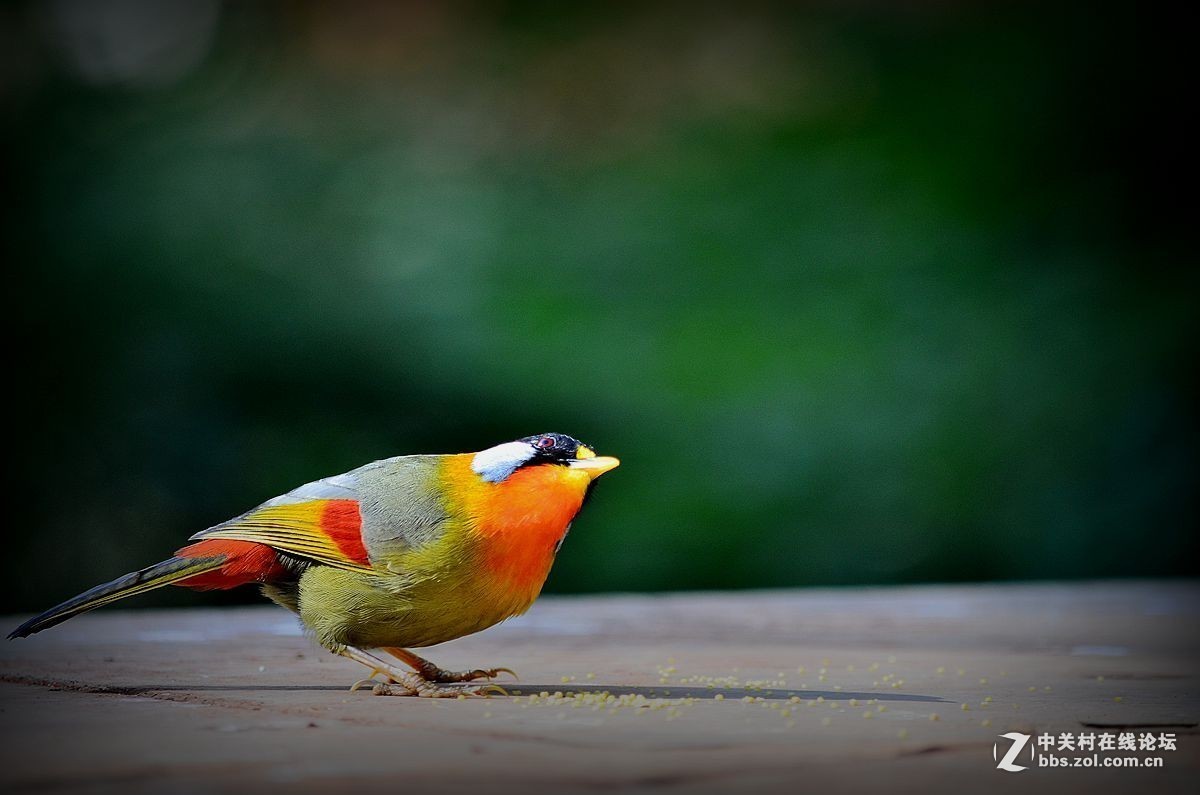 #版主坐堂#小五星空(中国)七月精品荟萃（上）风景  鸟篇