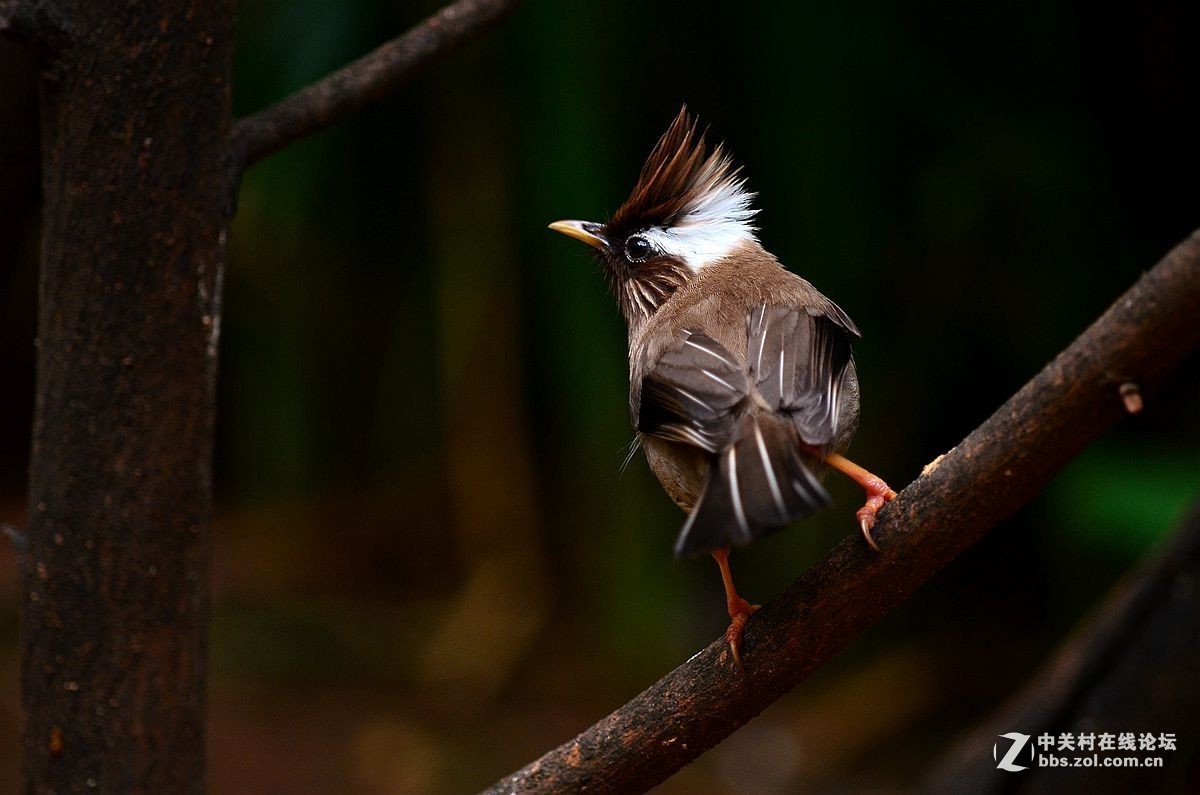 #版主坐堂#小五星空(中国)七月精品荟萃（上）风景  鸟篇