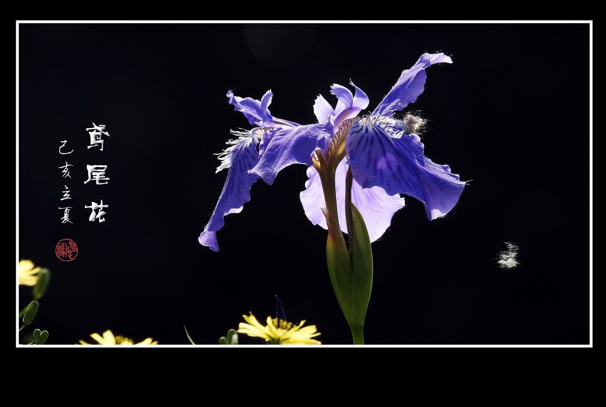 紫气东来看鸢尾