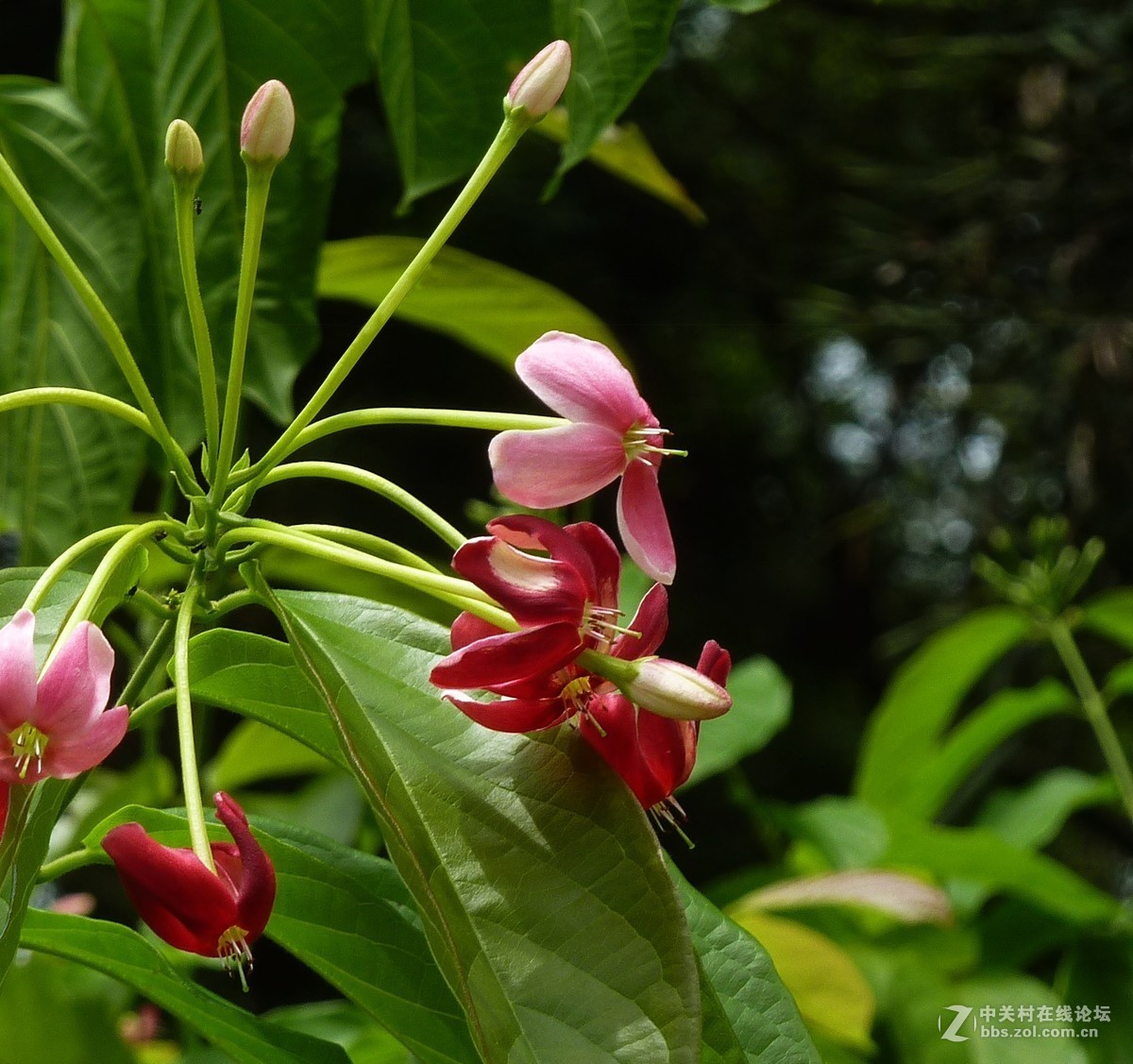 zs7退役专集十五（使君子）