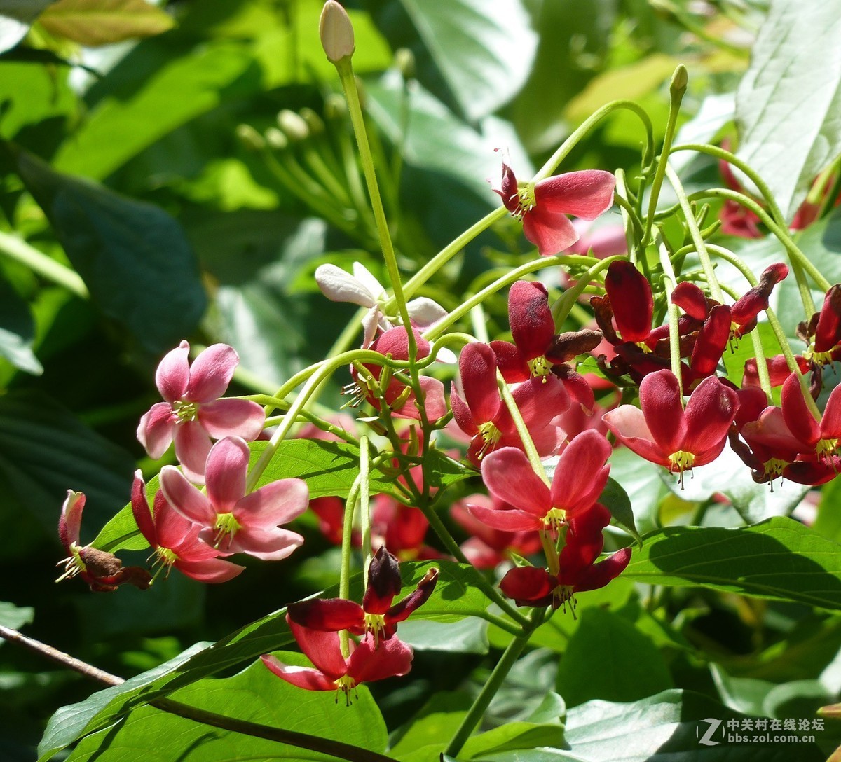 zs7退役专集十五（使君子）