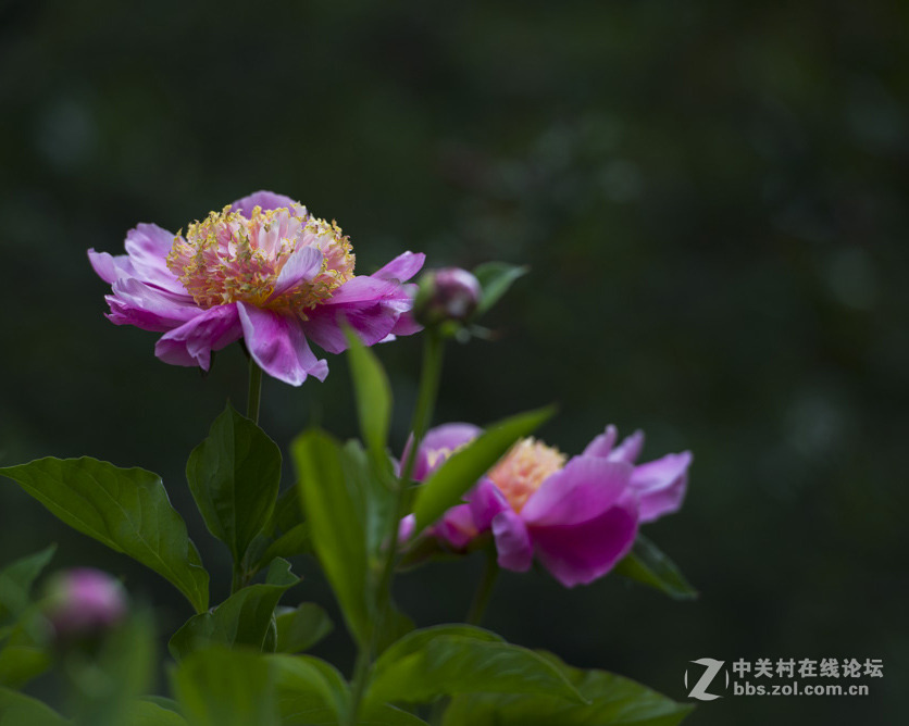 #我镜头下最美的花儿#——芍药花