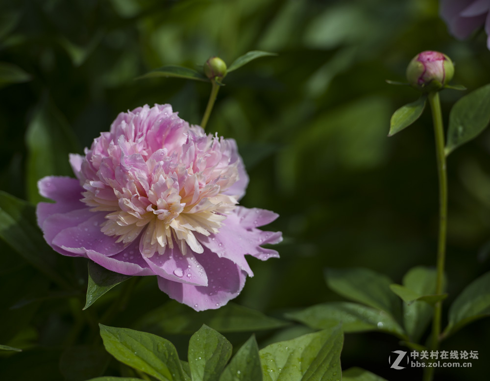 #我镜头下最美的花儿#——芍药花