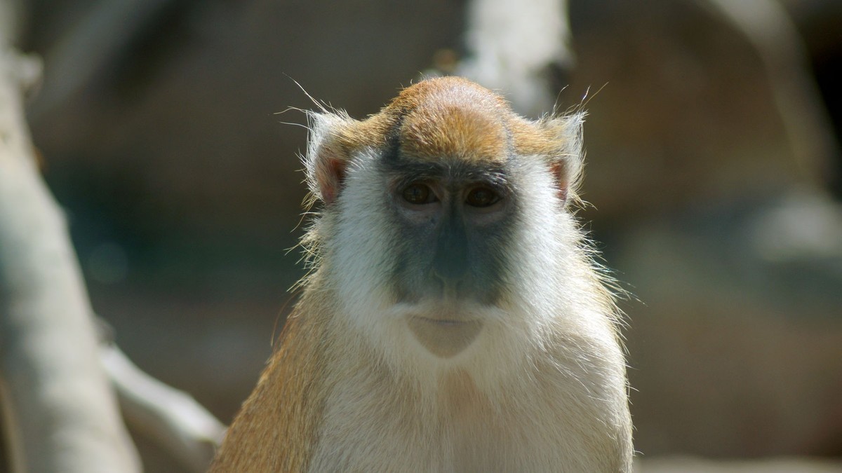 聪明灵巧的猴子