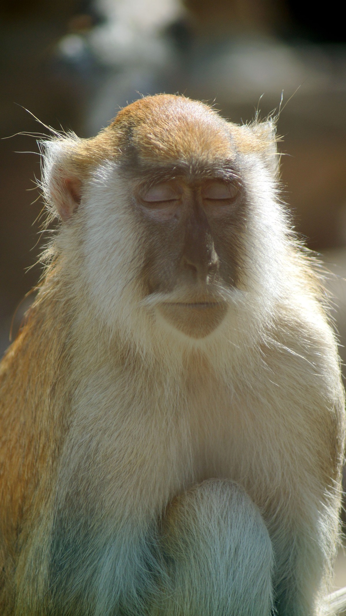 聪明灵巧的猴子