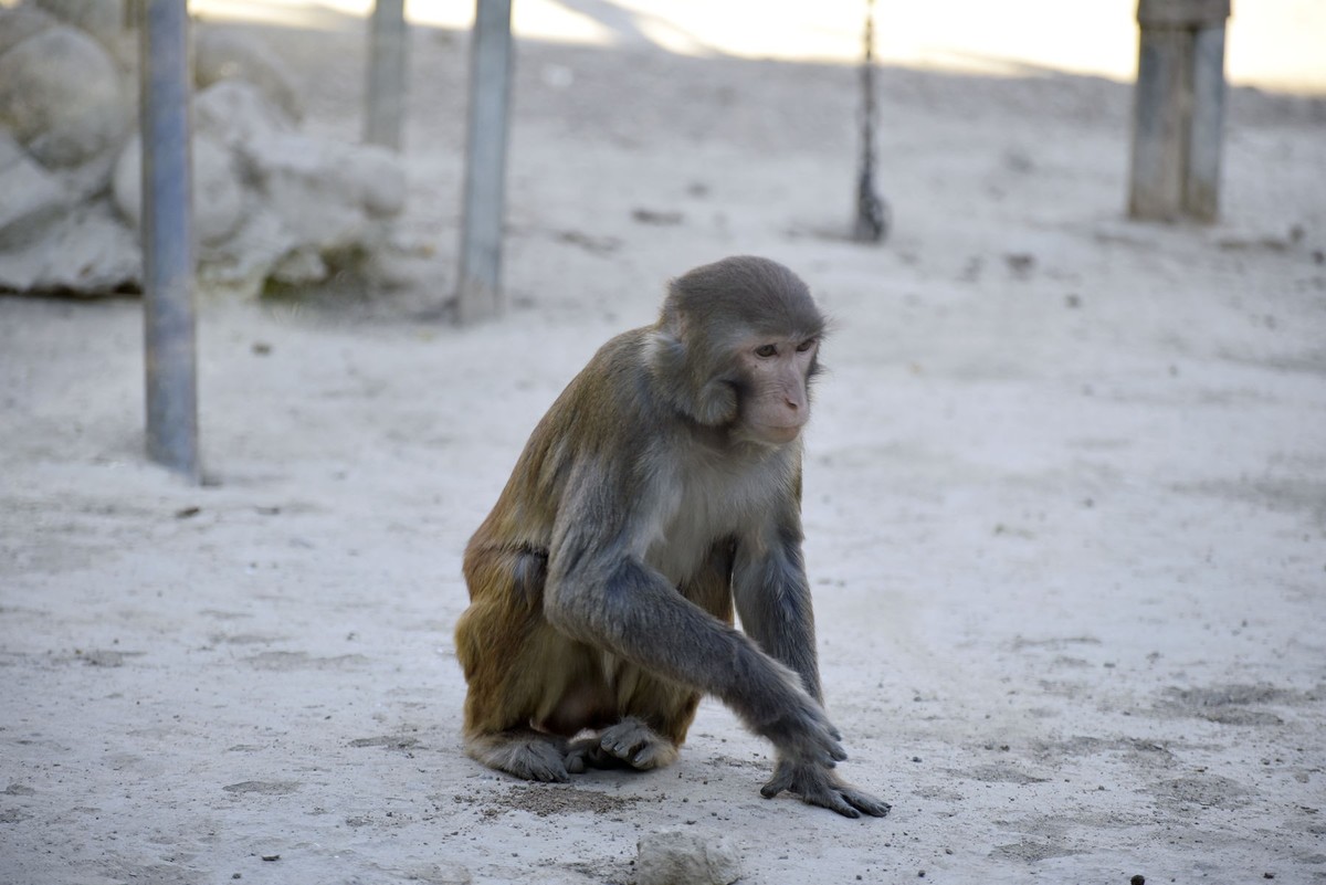 聪明灵巧的猴子