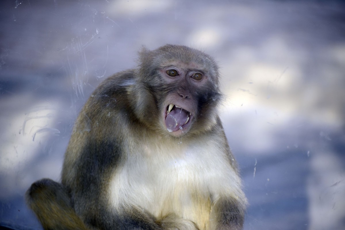 聪明灵巧的猴子