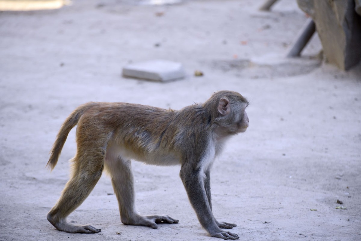 聪明灵巧的猴子