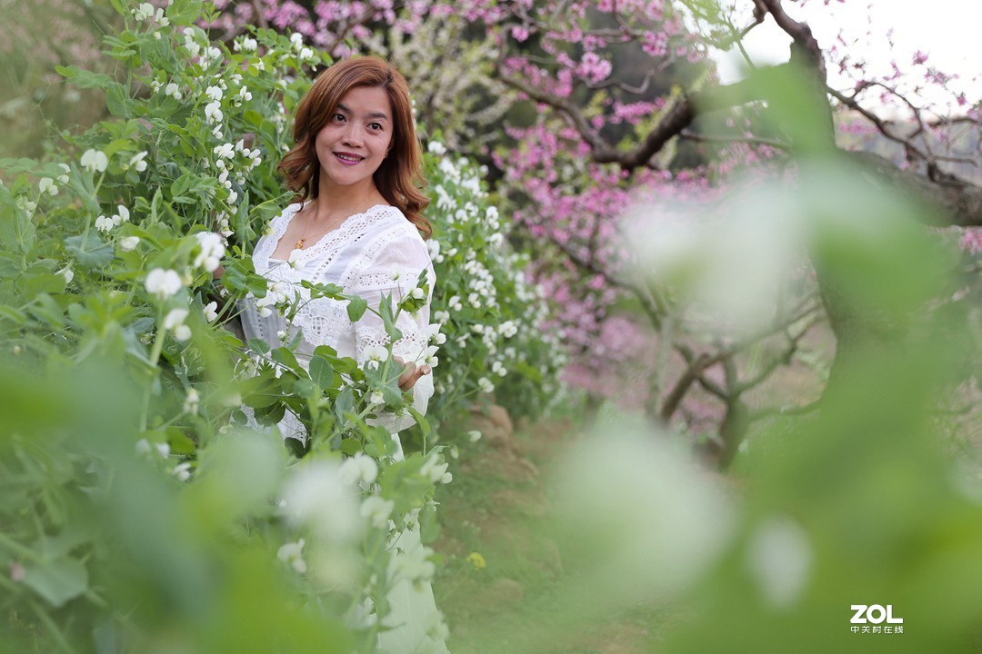 阳春三月桃花开