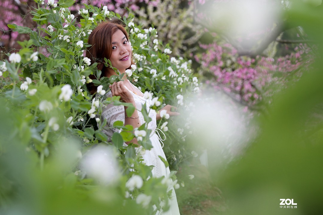 阳春三月桃花开