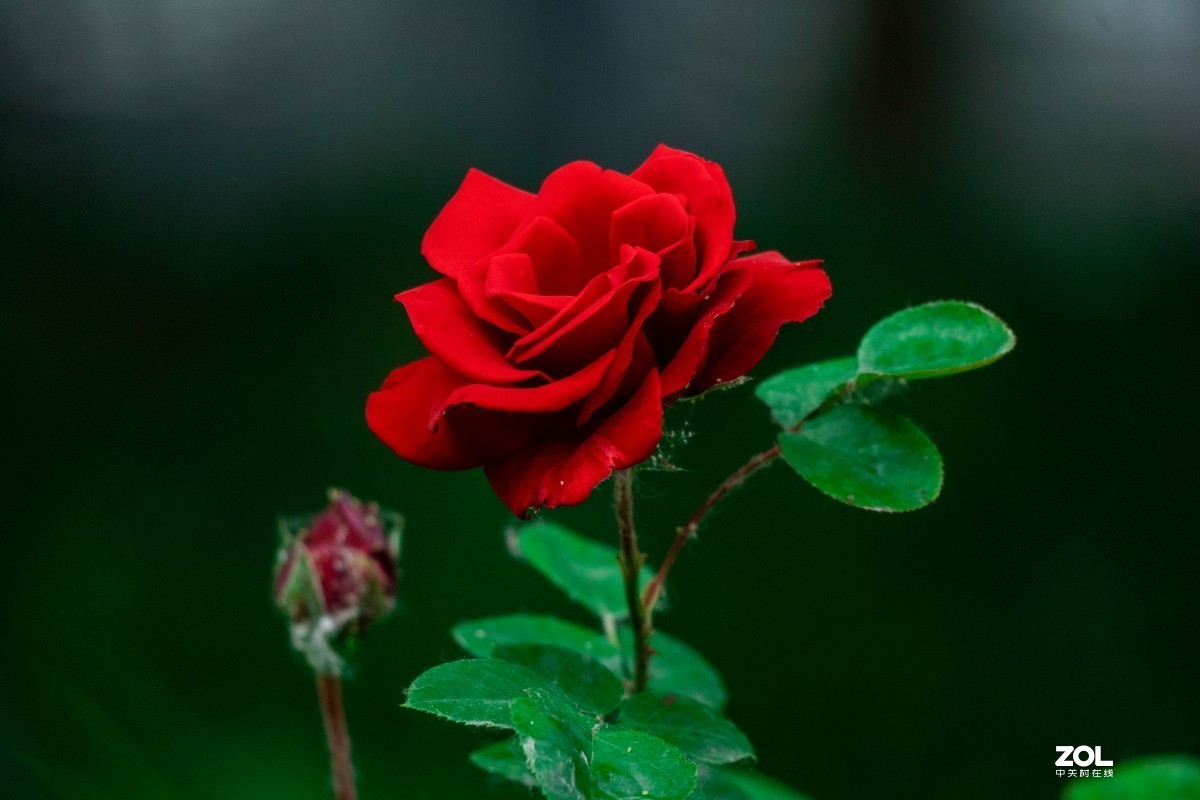 给索尼70-350添加人气，让大家看看这款镜头拍花的效果