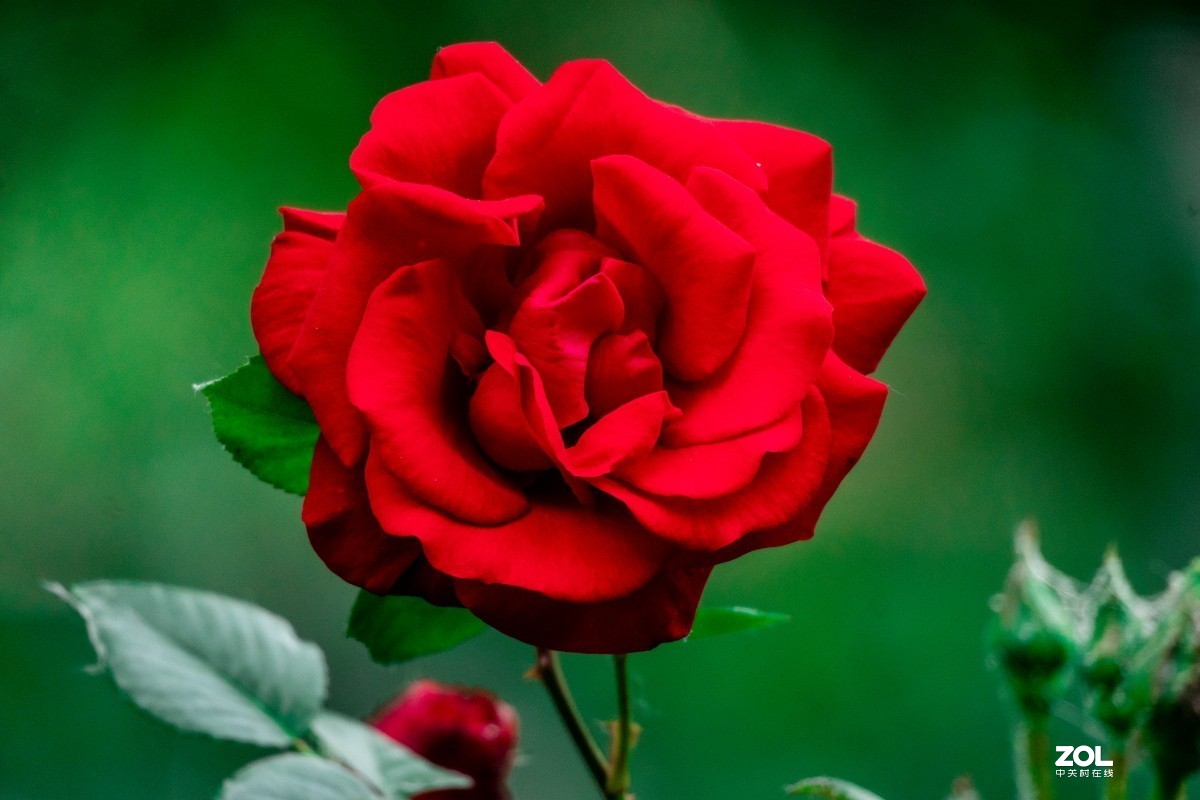 给索尼70-350添加人气，让大家看看这款镜头拍花的效果