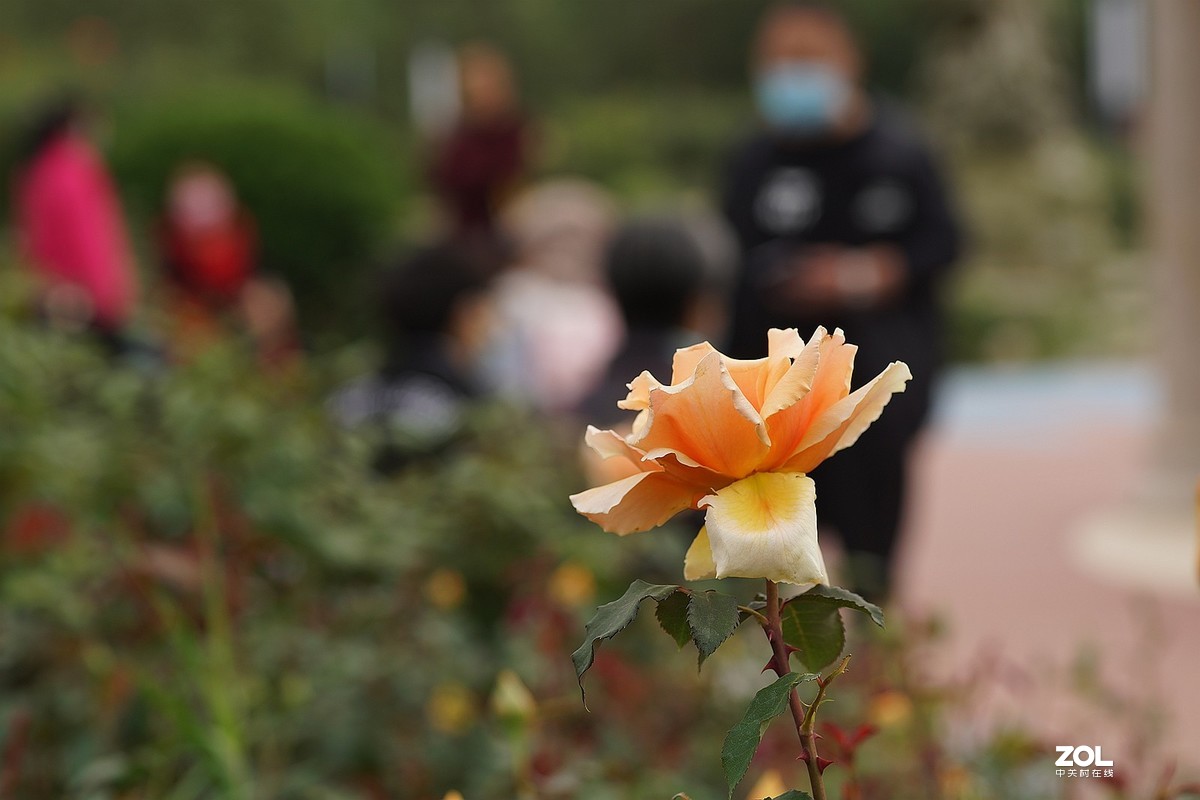 五一节日---月季花